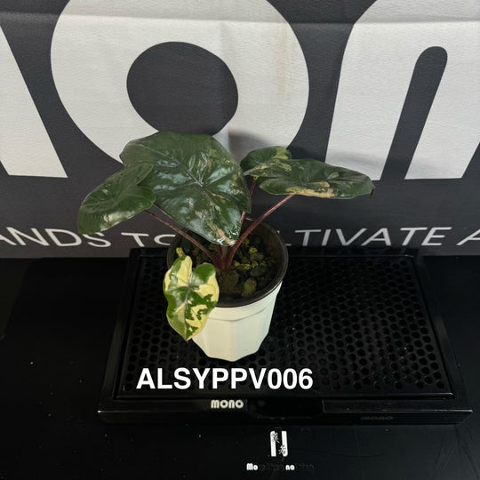 Alocasia Sarawakensis【Yucatan Princess】Pink Variegated【尤卡坦粉公主】 [ALSYPPV]