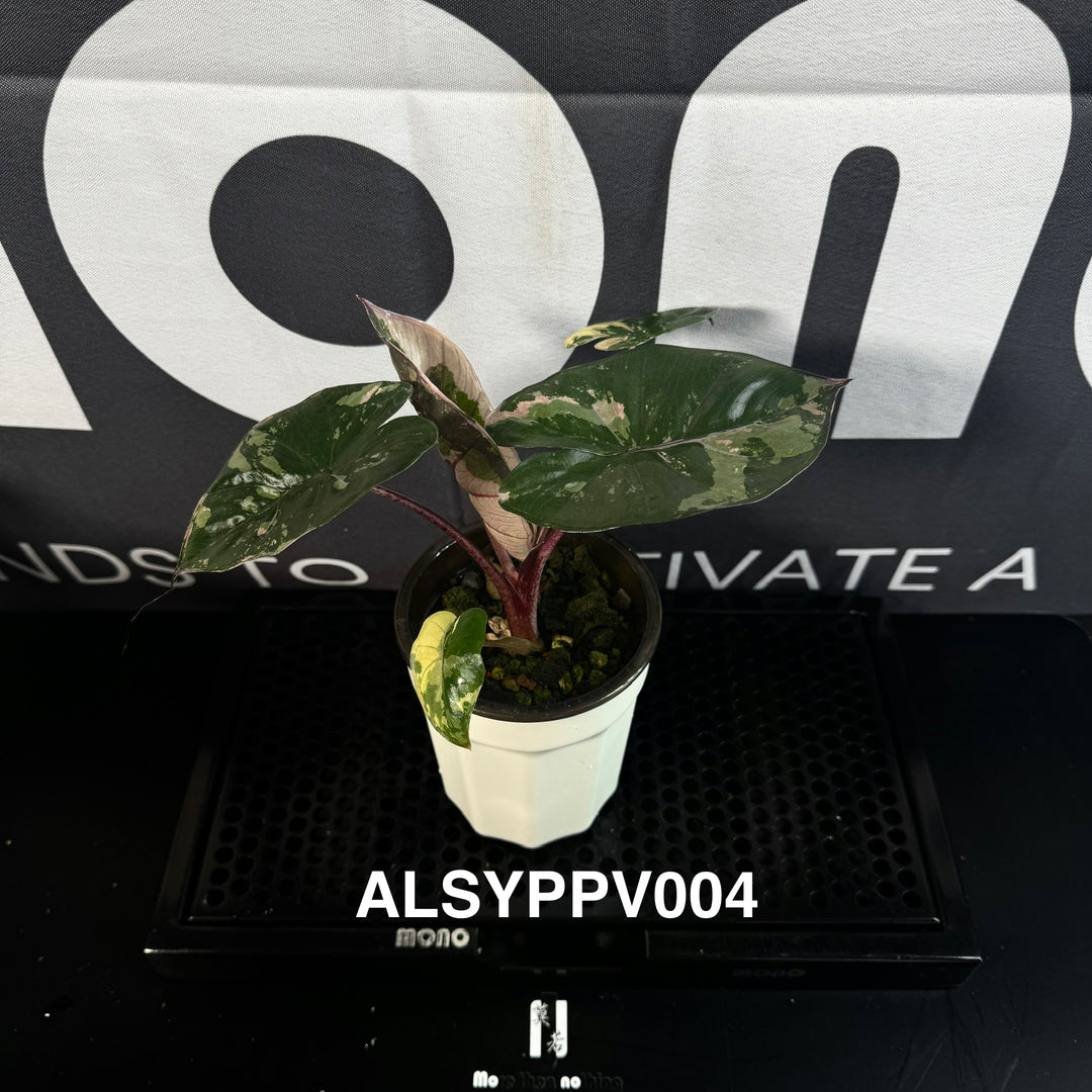 Alocasia Sarawakensis【Yucatan Princess】Pink Variegated【尤卡坦粉公主】 [ALSYPPV]