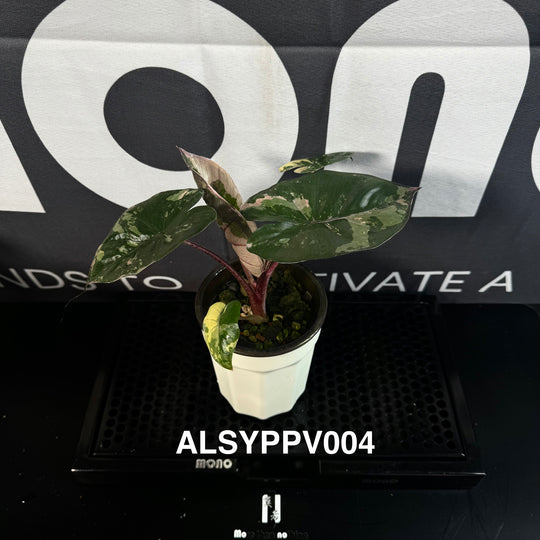 Alocasia Sarawakensis【Yucatan Princess】Pink Variegated【尤卡坦粉公主】 [ALSYPPV]
