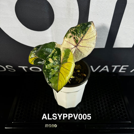 Alocasia Sarawakensis【Yucatan Princess】Pink Variegated【尤卡坦粉公主】 [ALSYPPV]