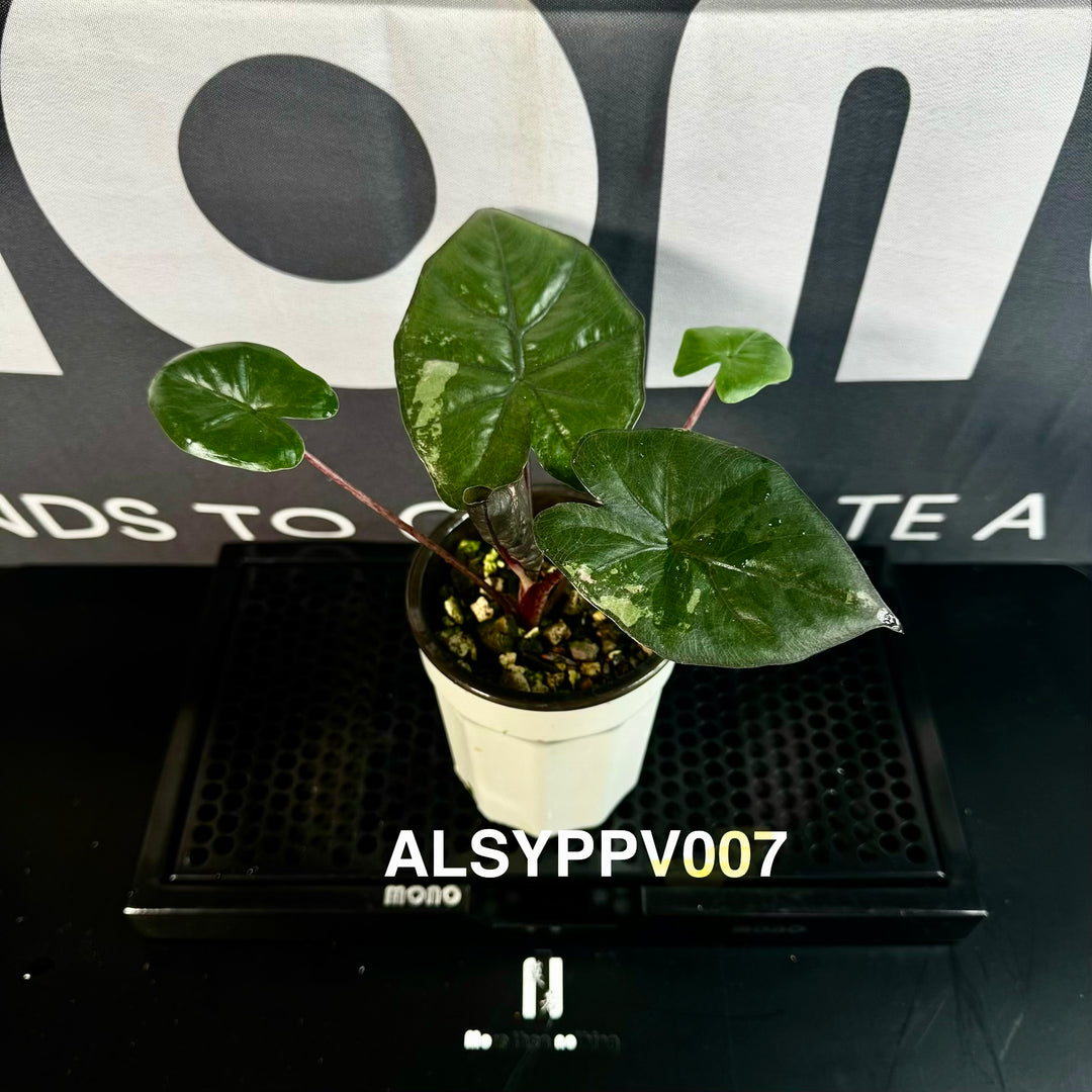 Alocasia Sarawakensis【Yucatan Princess】Pink Variegated【尤卡坦粉公主】 [ALSYPPV]