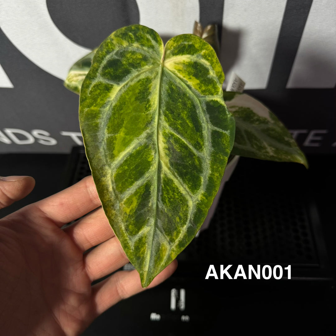 【花烛锦】Anthurium 'Aka Angel' Variegation【赤天使】[ANVA:AKAN]