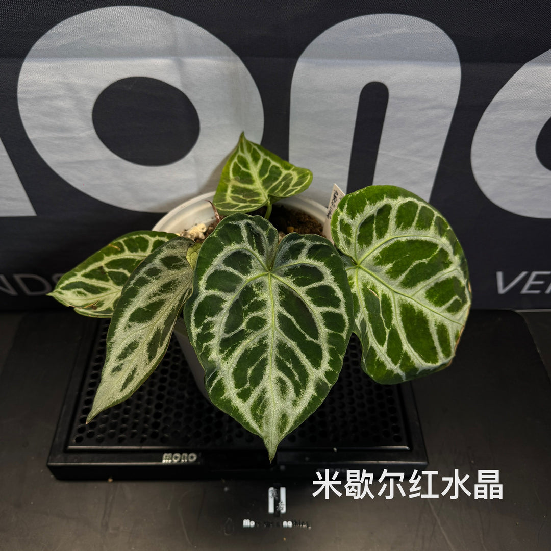 Anthurium by [MONO]【莫若特选专栏】[ANMN]