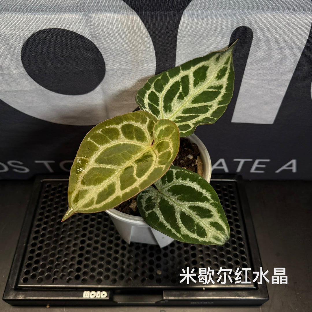 Anthurium by [MONO]【莫若特选专栏】[ANMN]