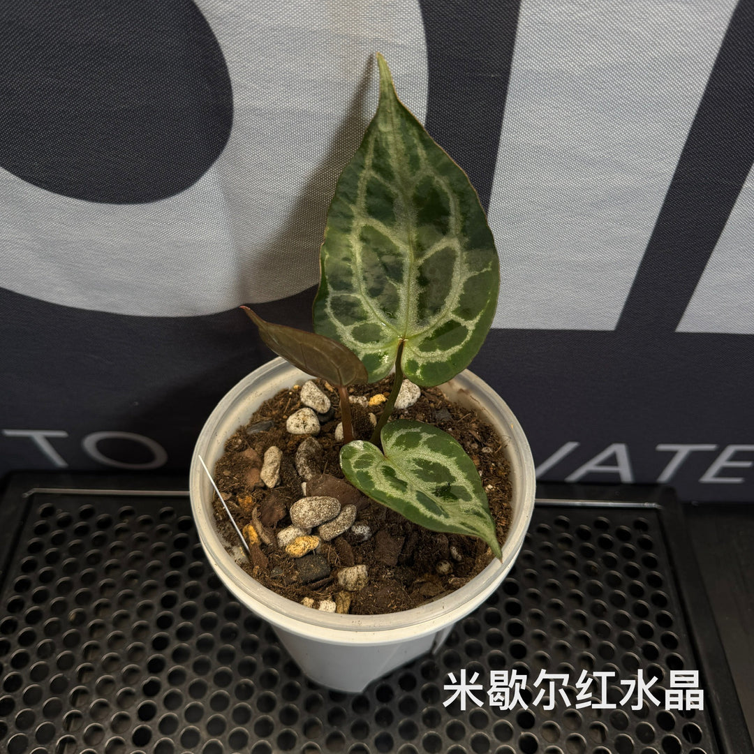 Anthurium by [MONO]【莫若特选专栏】[ANMN]