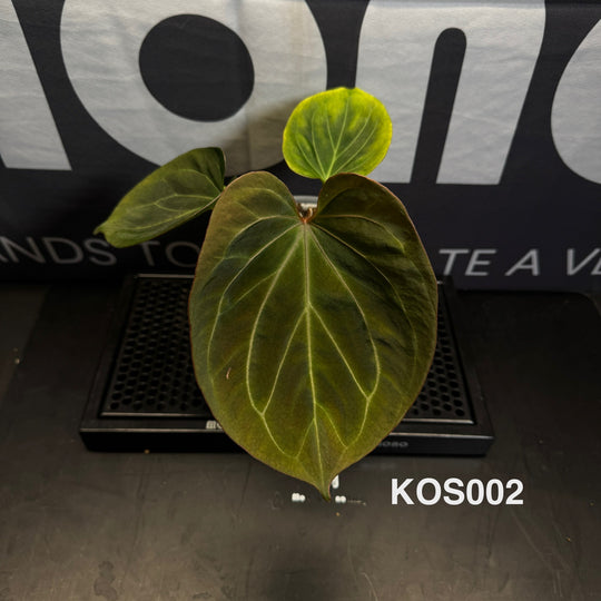 Anthurium by [MONO]【莫若特选专栏】[ANMN]