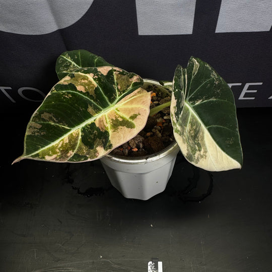 Alocasia Reginula【Black Velvet】Pink Variegated【粉锦黑天鹅】 [ALRBVP]
