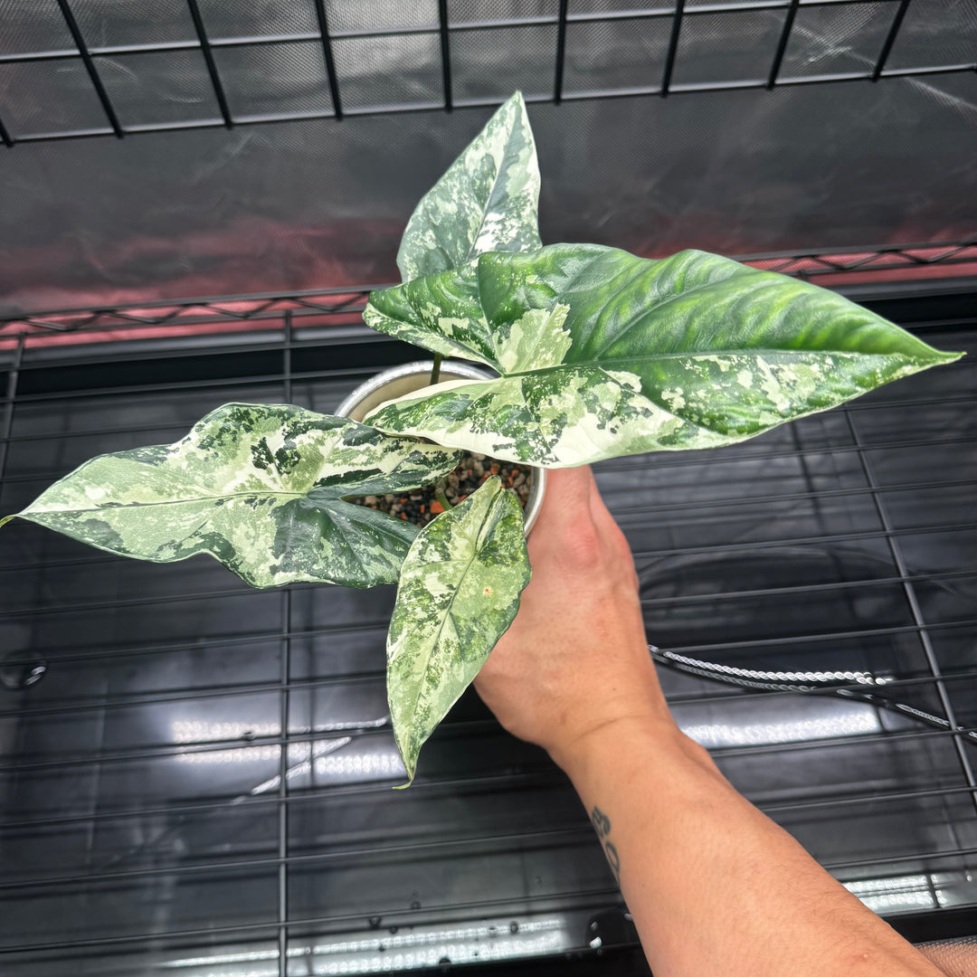 Alocasia Simpo Albo Variegation【白锦辛波】[SIMPAV]