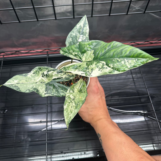 Alocasia Simpo Albo Variegation【白锦辛波】[SIMPAV]