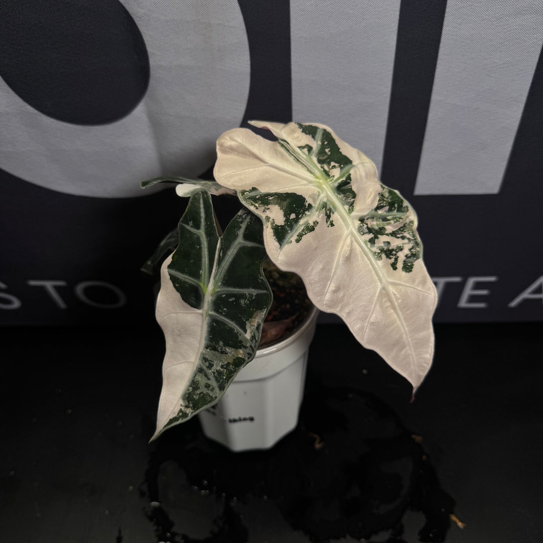 Alocasia 【Polly】Pink Var. 【粉锦大仙女】[ALPOLP]