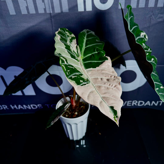 Alocasia 【Chantrieri】 Pink Var.【粉锦香特丽丽】 [ALCHPV]