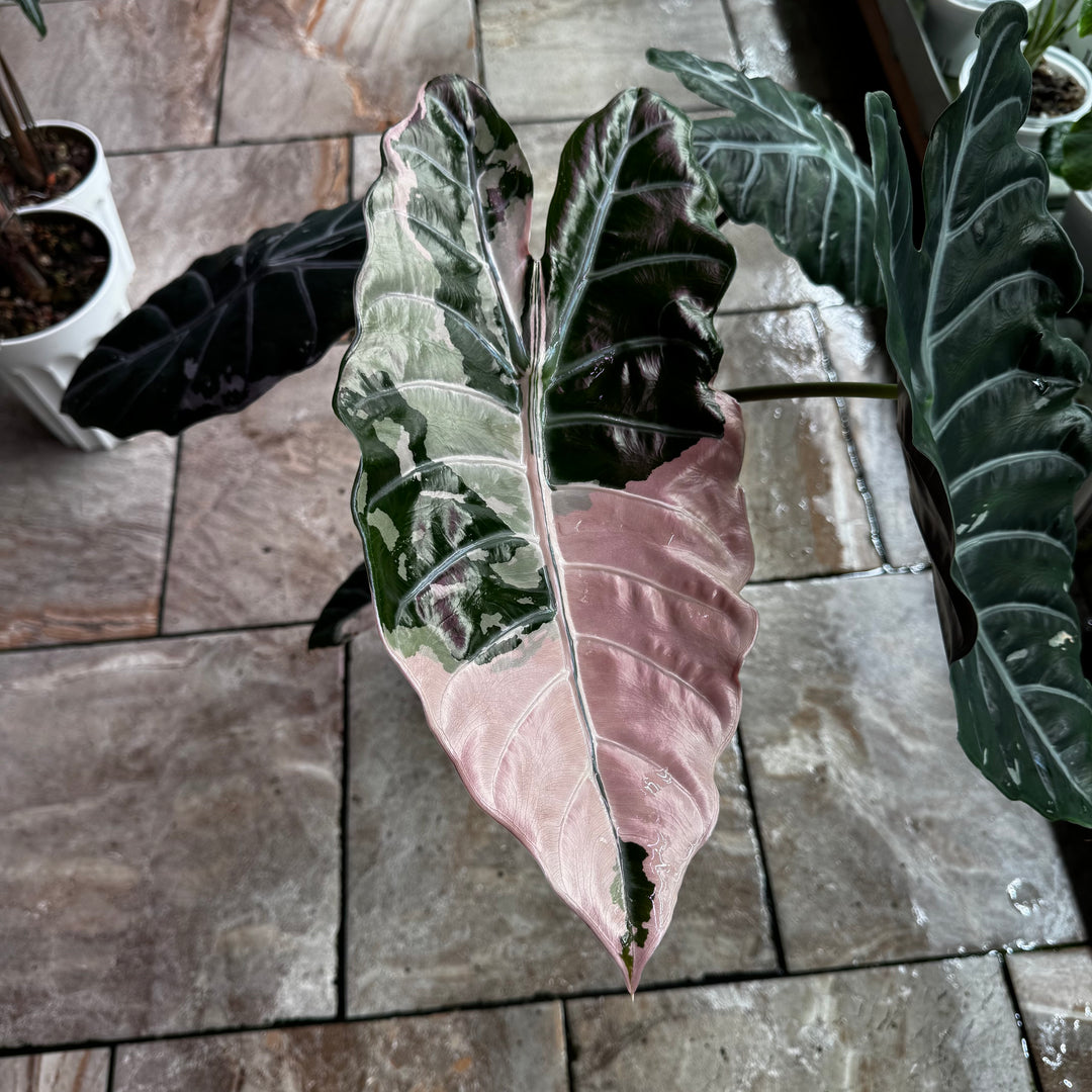 Alocasia 【Chantrieri】 Pink Var.【粉锦香特丽丽】 [ALCHPV]