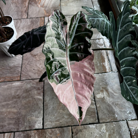 Alocasia 【Chantrieri】 Pink Var.【粉锦香特丽丽】 [ALCHPV]
