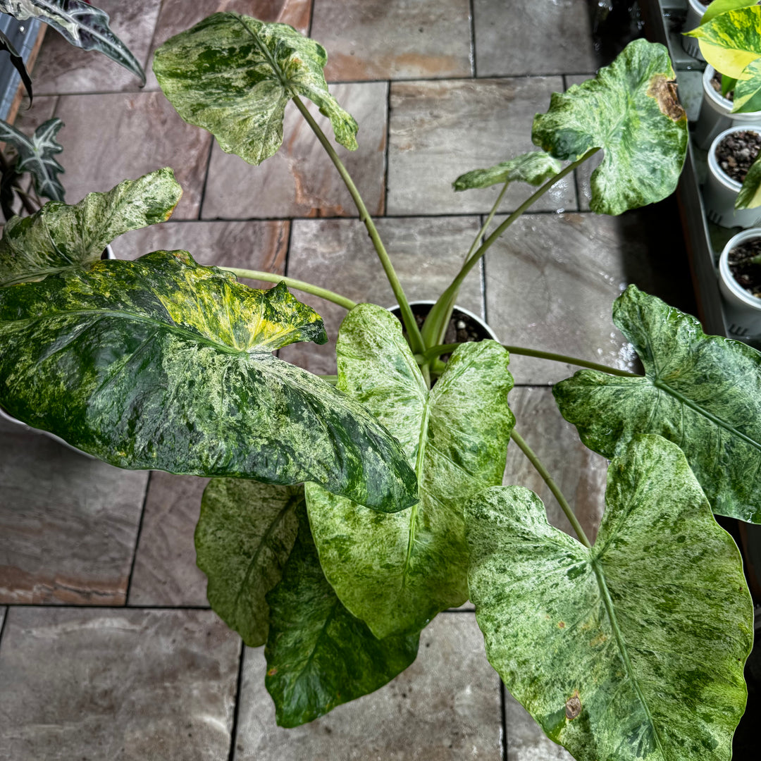Alocasia Odora Batik Variegated Tri-color 【三色松染】[ALOBVT]