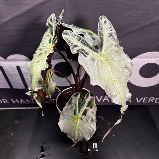Alocasia 【Venom】【毒液】 [ALVENO]