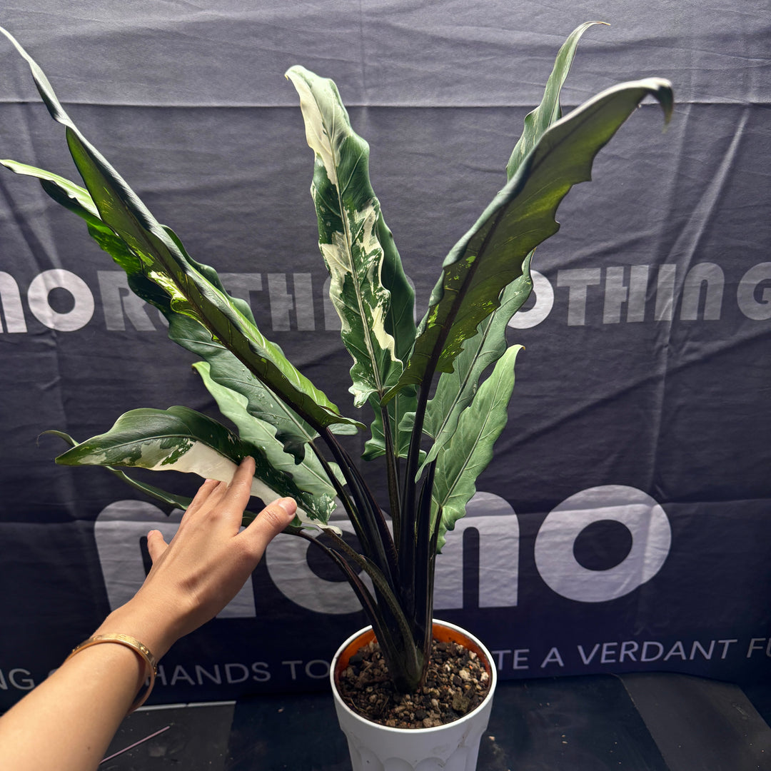 Alocasia 【Lauterbachiana】Albo Var.【白锦紫背剑叶】 [ALLAUT]