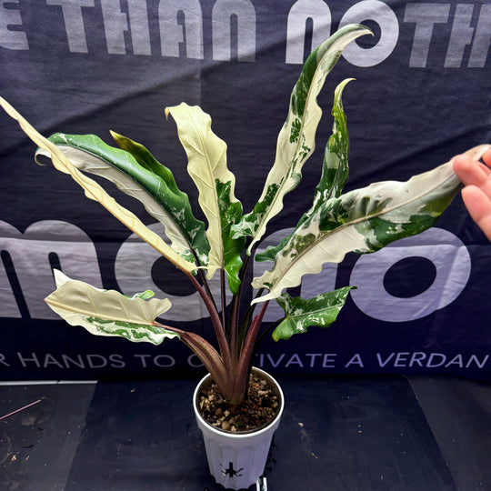 Alocasia 【Lauterbachiana】Albo Var.【白锦紫背剑叶】 [ALLAUT]