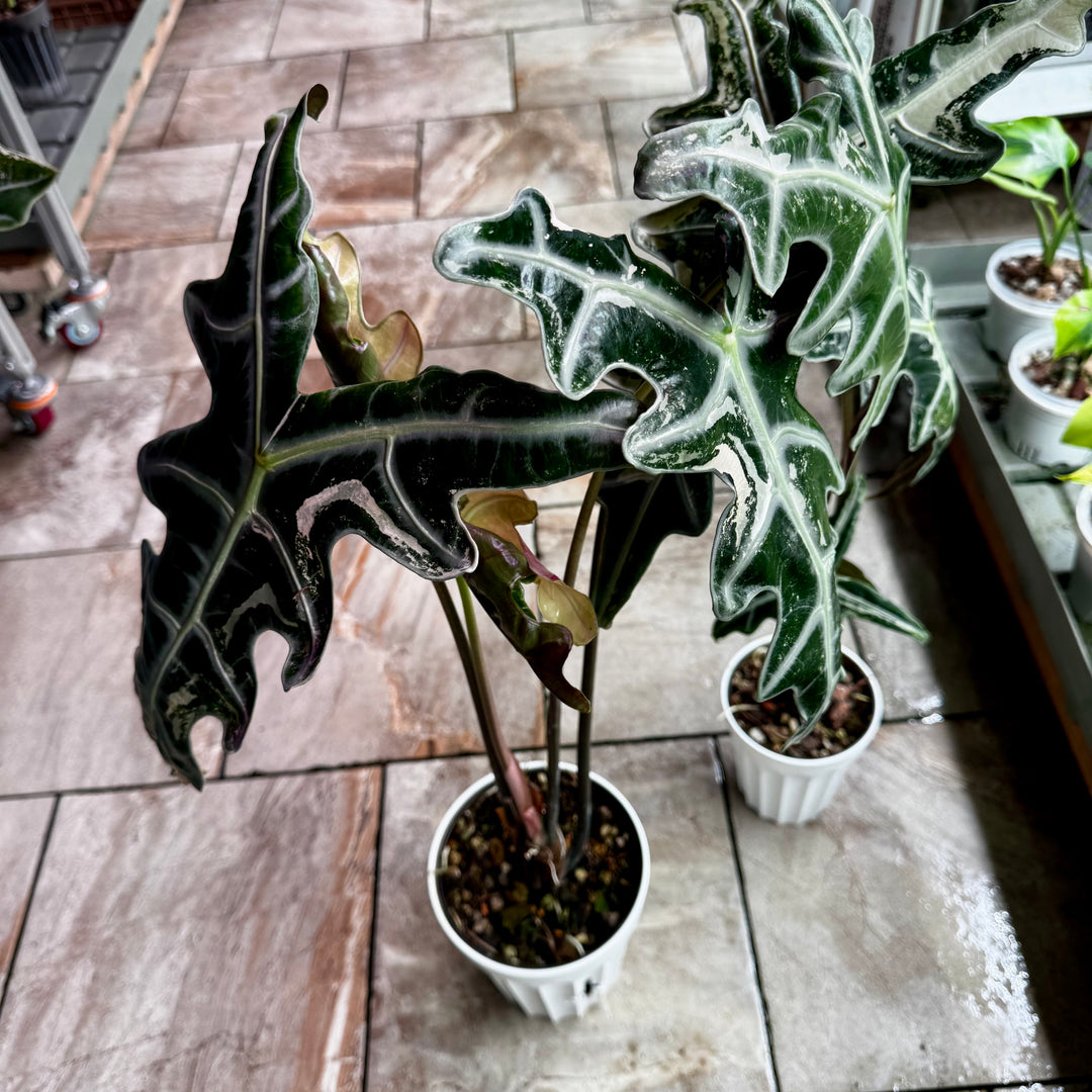 Alocasia【Nobilis】Pink Variegated Type K 【K版粉诺比】[ALNPVK]