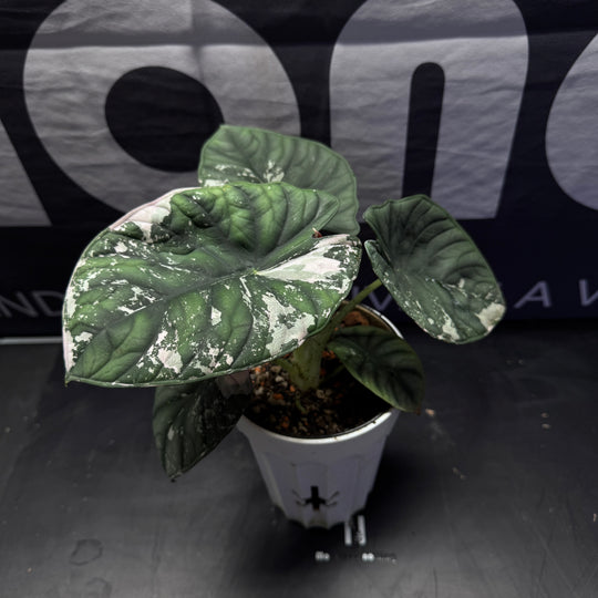 Alocasia【Nebula 】Albo Var.【白锦星云】[ALNEAV]