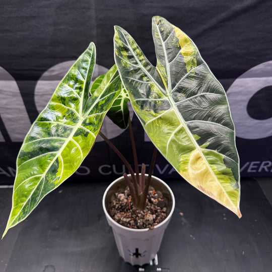 Alocasia【Dragon Tooth】Aurea【黄锦龙牙】[ALDTAU]