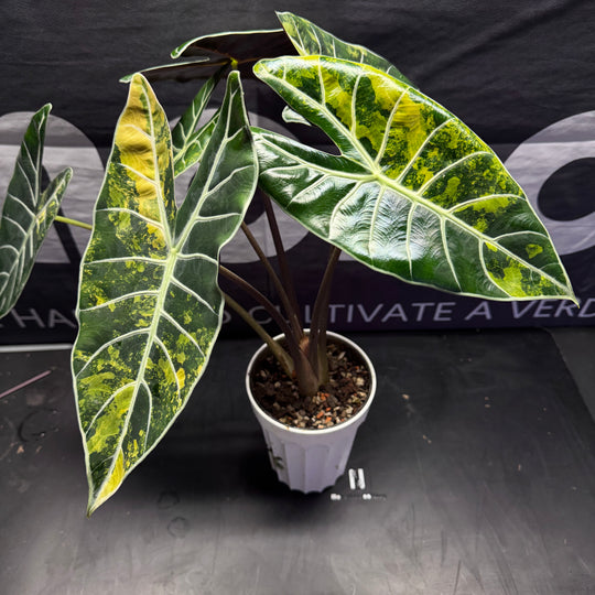Alocasia【Dragon Tooth】Aurea【黄锦龙牙】[ALDTAU]