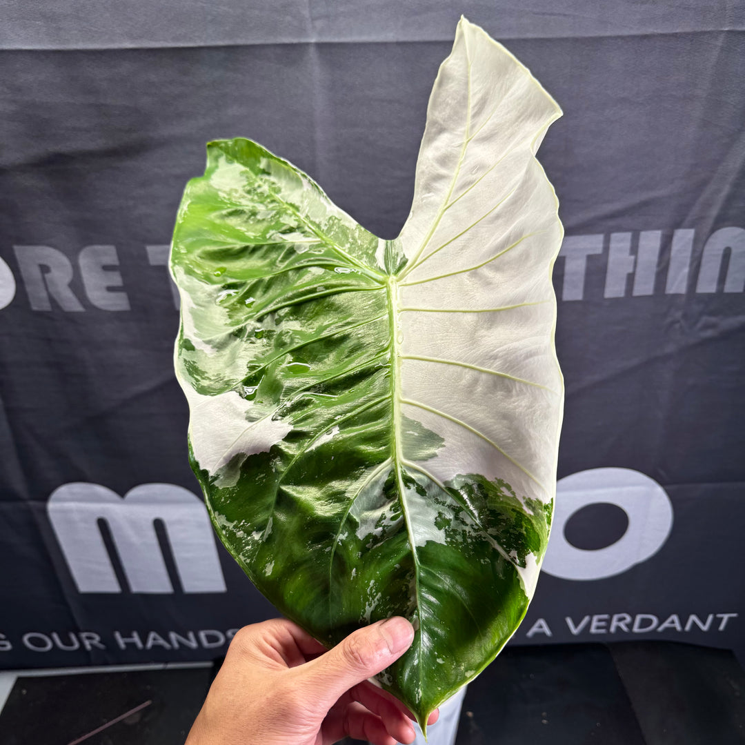 Alocasia Longiloba Pink Var.【粉背剑叶】 [ALLOPV]