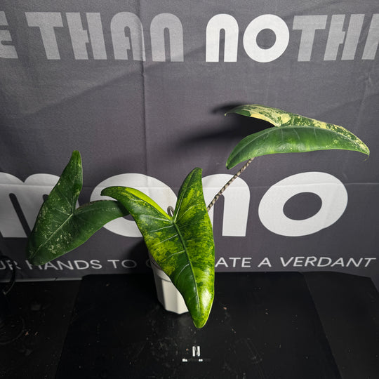 Alocasia Zebrina Aurea Var.【黄锦斑马】 [ALZEAU]
