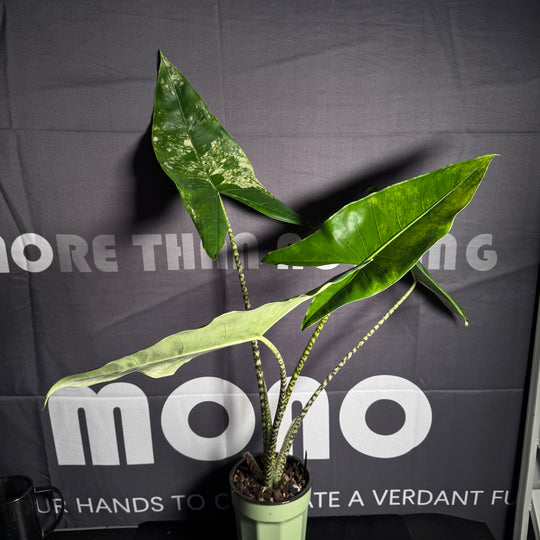 Alocasia 'Sarian' Aurea Var.【黄锦萨利安】 [ALSAAU]