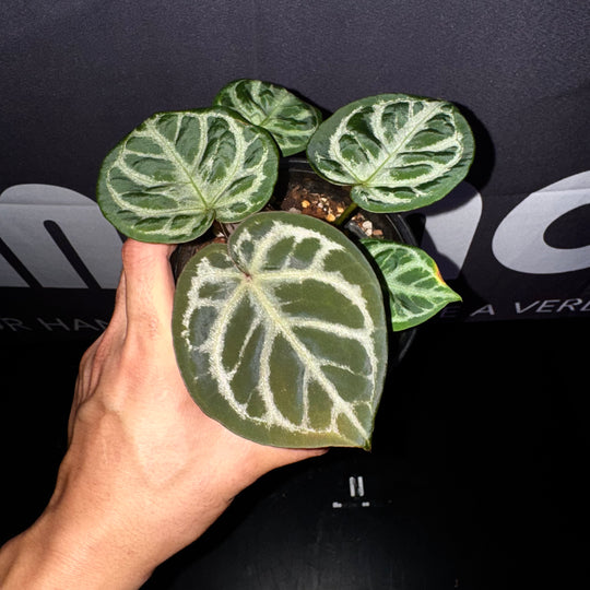 [Equator]【活性保持·SKG*紫水晶*撕裂纹】Anthurium SKG x Red Crystallinum x Crakin Veins