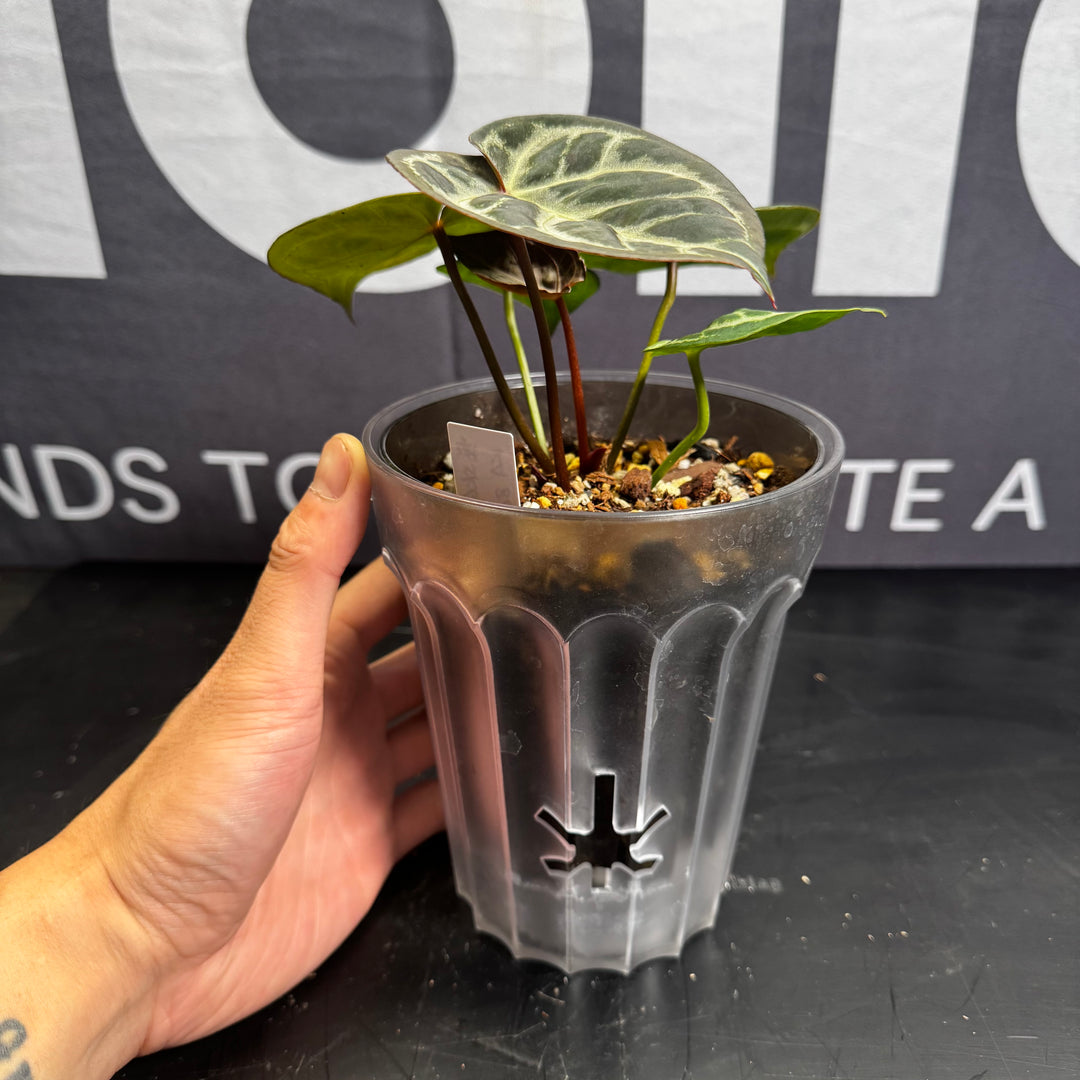 [Equator]【活性保持·SKG*紫水晶*撕裂纹】Anthurium SKG x Red Crystallinum x Crakin Veins