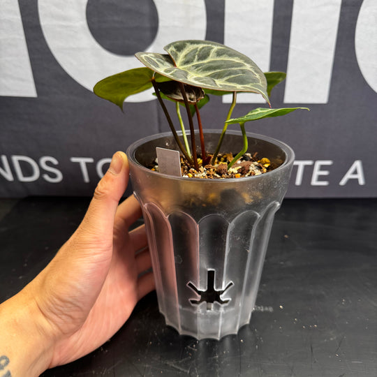 [Equator]【活性保持·SKG*紫水晶*撕裂纹】Anthurium SKG x Red Crystallinum x Crakin Veins