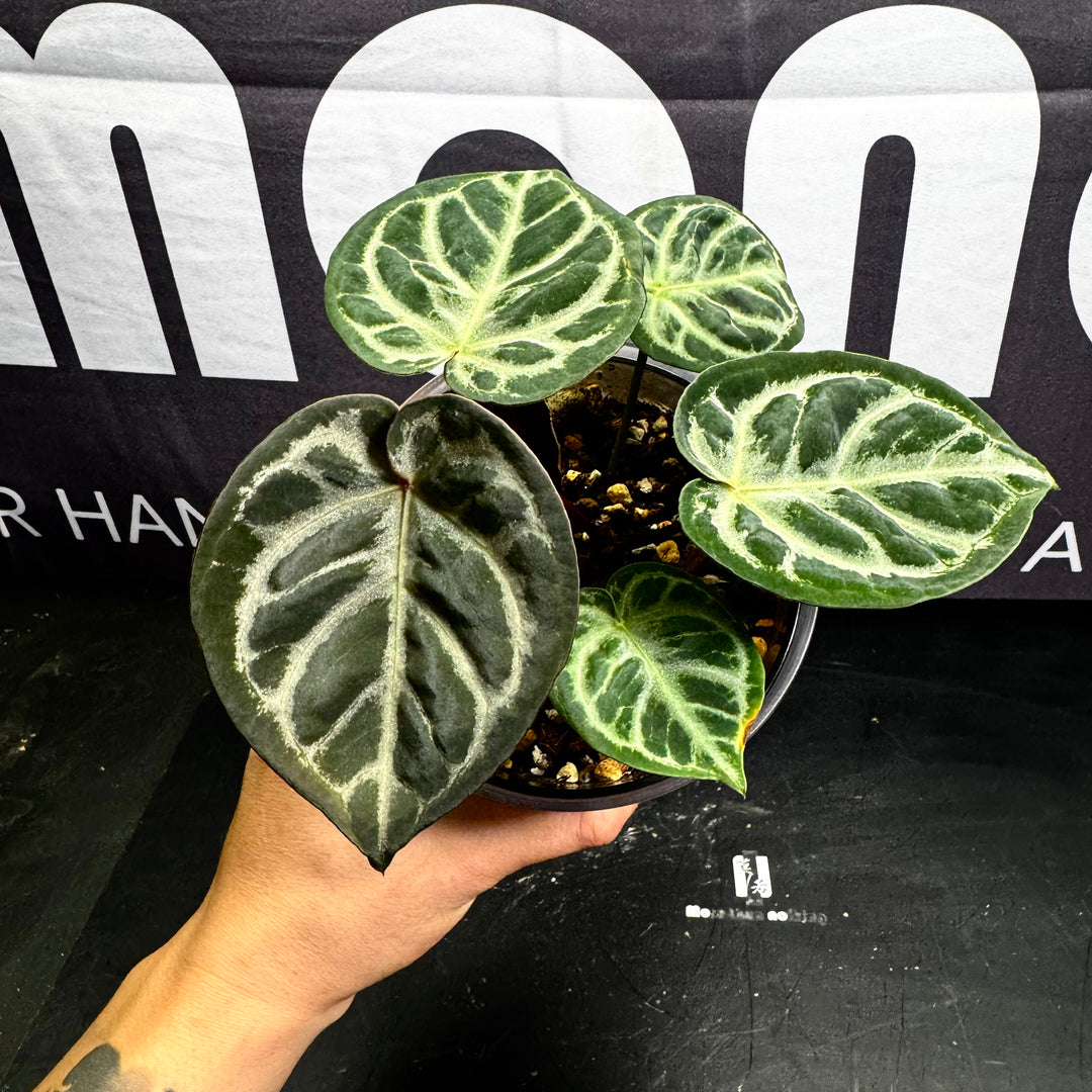 [Equator]【活性保持·SKG*紫水晶*撕裂纹】Anthurium 'SKG x Red Crystallinum x Crakin Veins' (Copy)