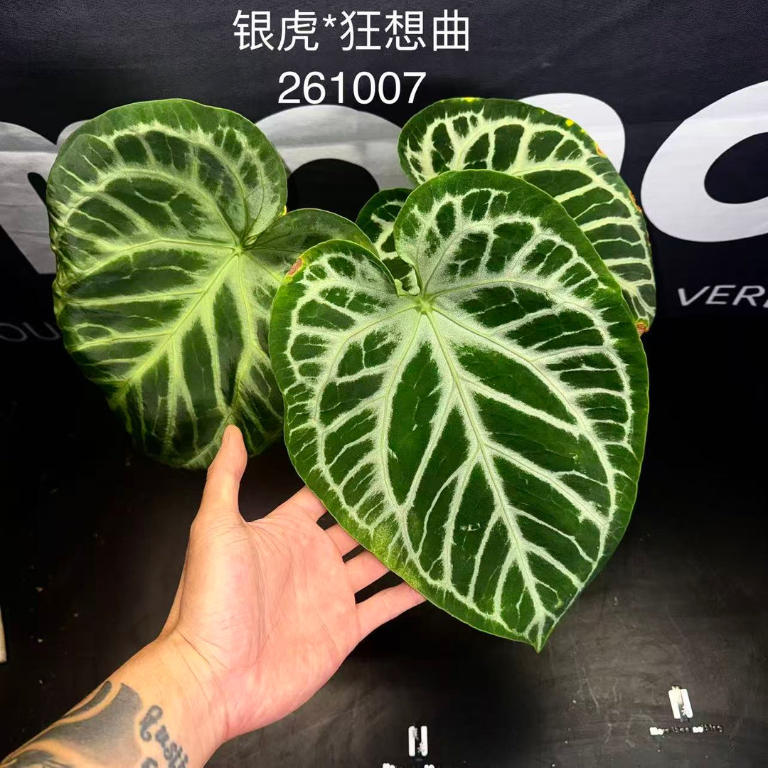 [PlantX]【植物未来·银虎*狂想曲】Anthurium 'Silver Tiger x Rhapsody'