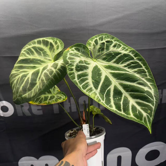 [PlantX]【植物未来·银虎*狂想曲】Anthurium 'Silver Tiger x Rhapsody'