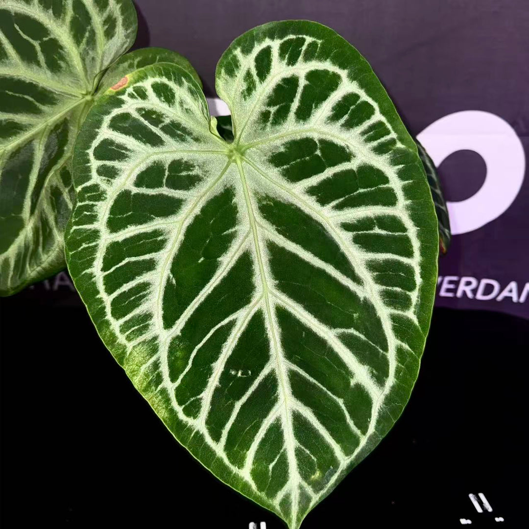 [PlantX]【植物未来·银虎*狂想曲】Anthurium 'Silver Tiger x Rhapsody'