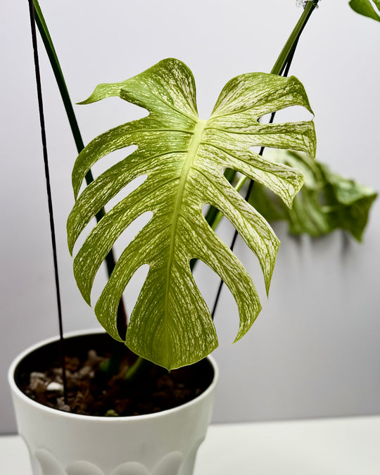 Monstera Deliciosa【Devil Monster】【薄荷芯片】[MDDEMO]