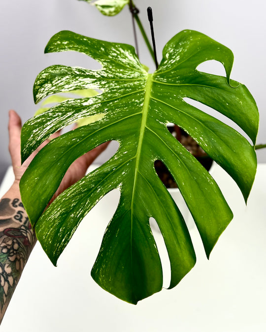 Monstera Deliciosa【Devil Monster】【薄荷芯片】[MDDEMO]