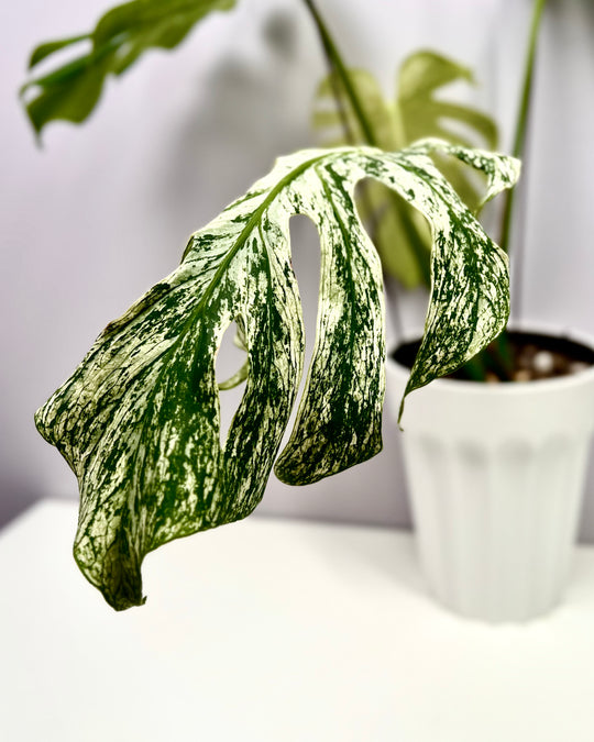 Monstera Deliciosa【Devil Monster】【薄荷芯片】[MDDEMO]