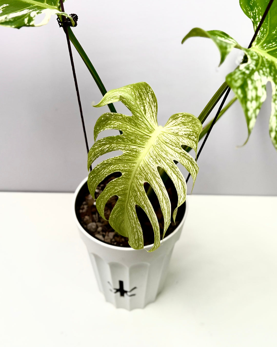 Monstera Deliciosa【Devil Monster】【薄荷芯片】[MDDEMO]