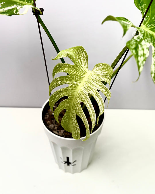 Monstera Deliciosa【Devil Monster】【薄荷芯片】[MDDEMO]