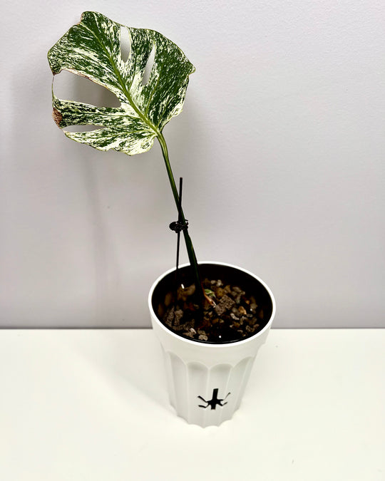 Monstera Deliciosa【Devil Monster】【薄荷芯片】[MDDEMO]