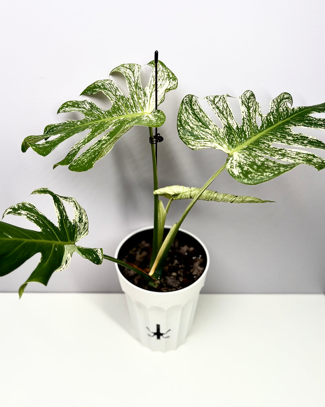 Monstera Deliciosa【Devil Monster】【薄荷芯片】[MDDEMO]