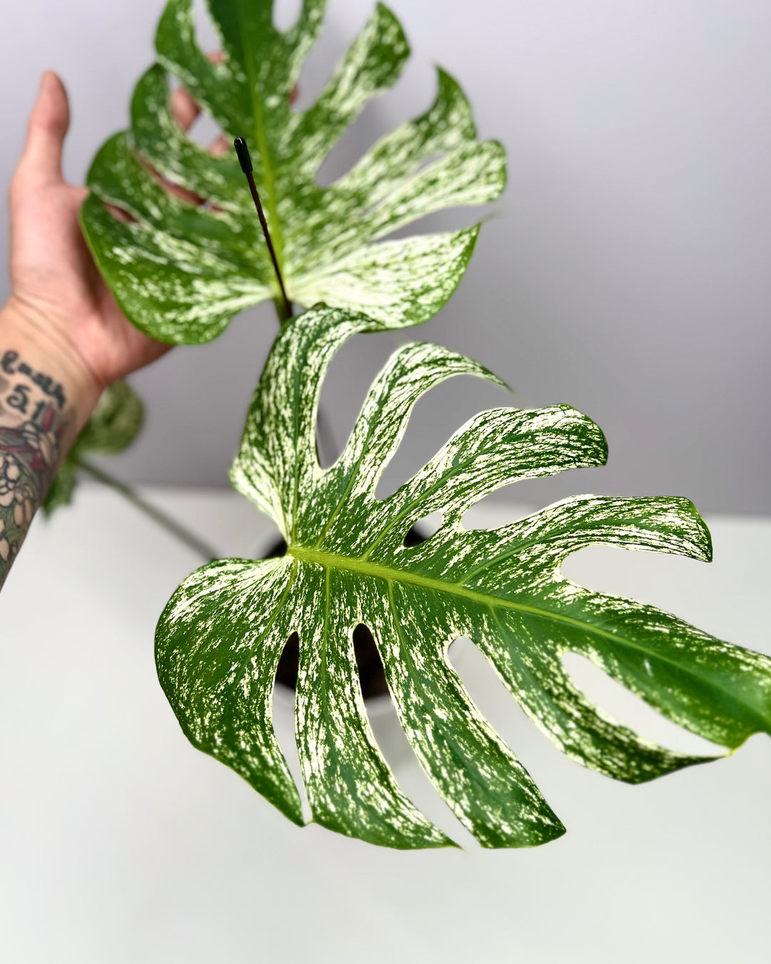 Monstera Deliciosa【Devil Monster】【薄荷芯片】[MDDEMO]