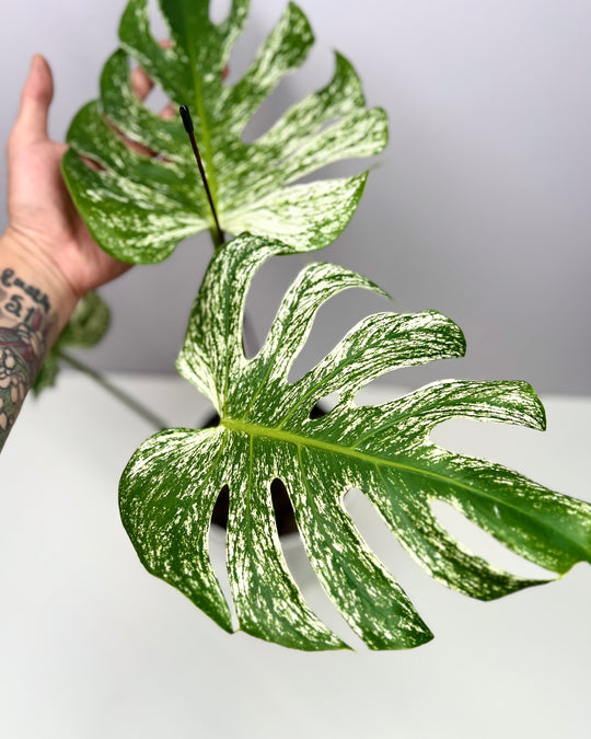 Monstera Deliciosa【Devil Monster】【薄荷芯片】[MDDEMO]