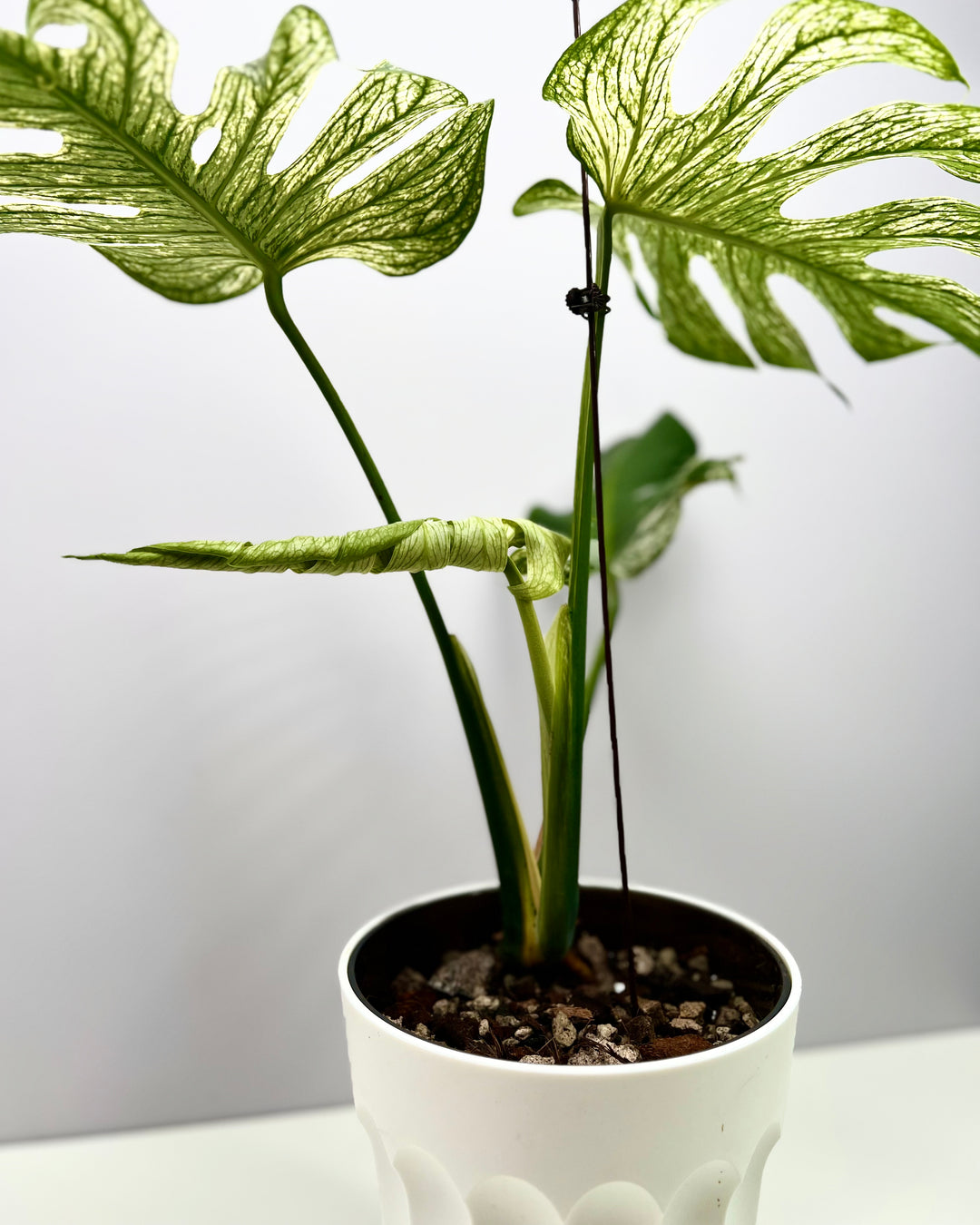 Monstera Deliciosa【Devil Monster】【薄荷芯片】[MDDEMO]