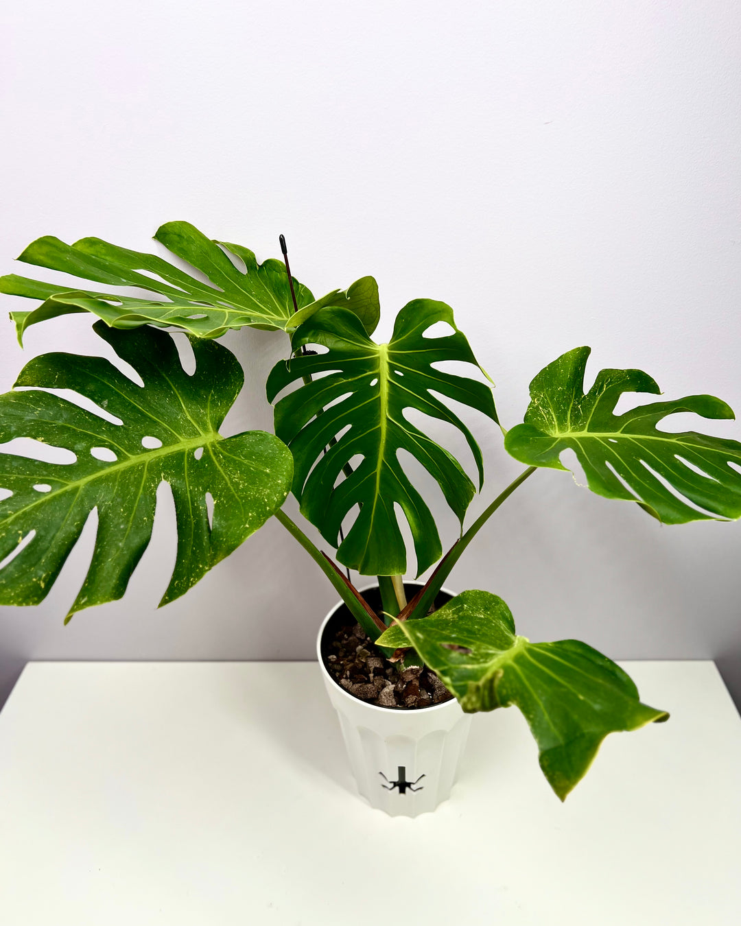 Monstera Deliciosa 【Oceana 'Thunder Bolt'】【闪电霹雳】[MDOCEA]