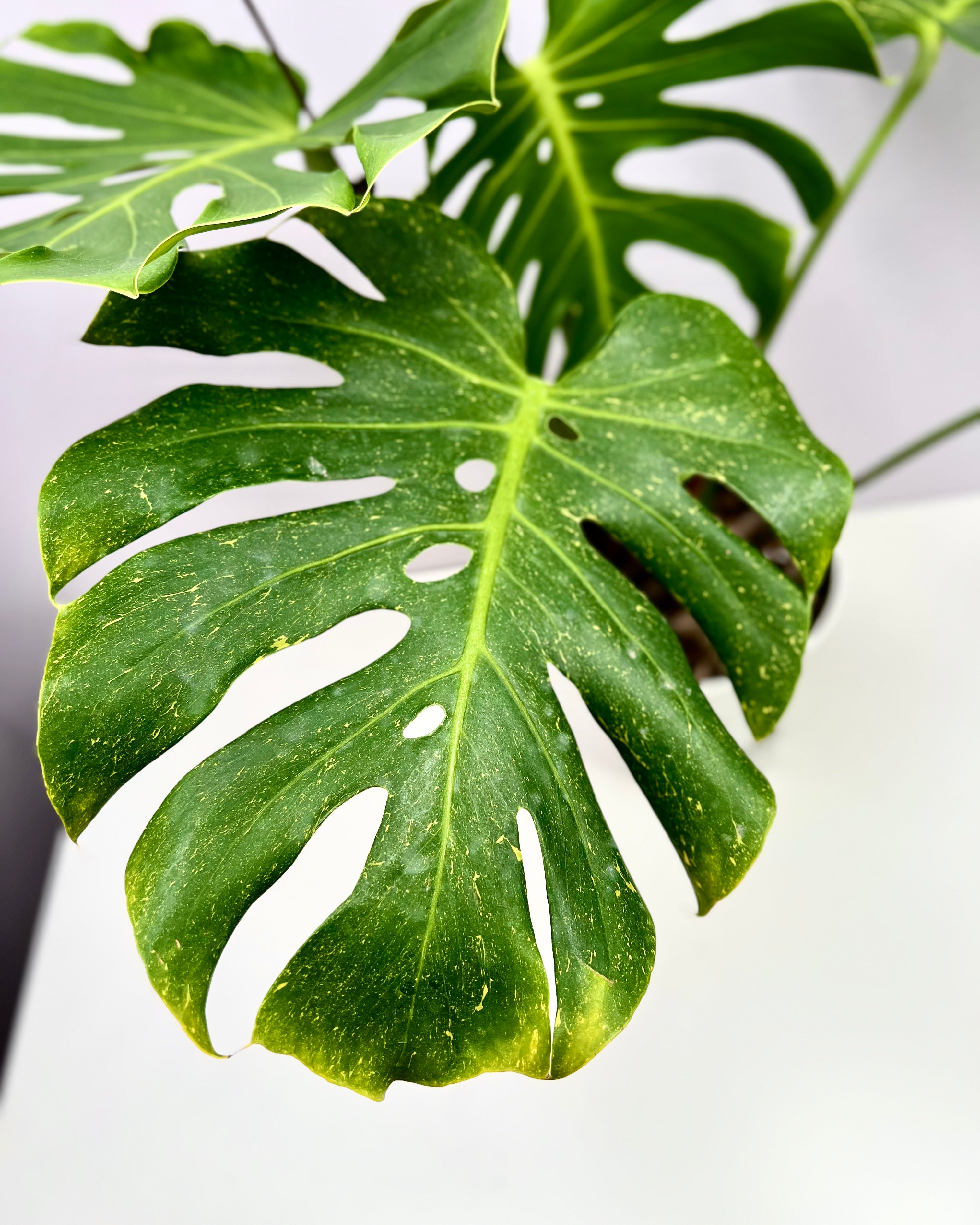 Monstera Deliciosa 【Oceana 'Thunder Bolt'】【闪电霹雳】[MDOCEA