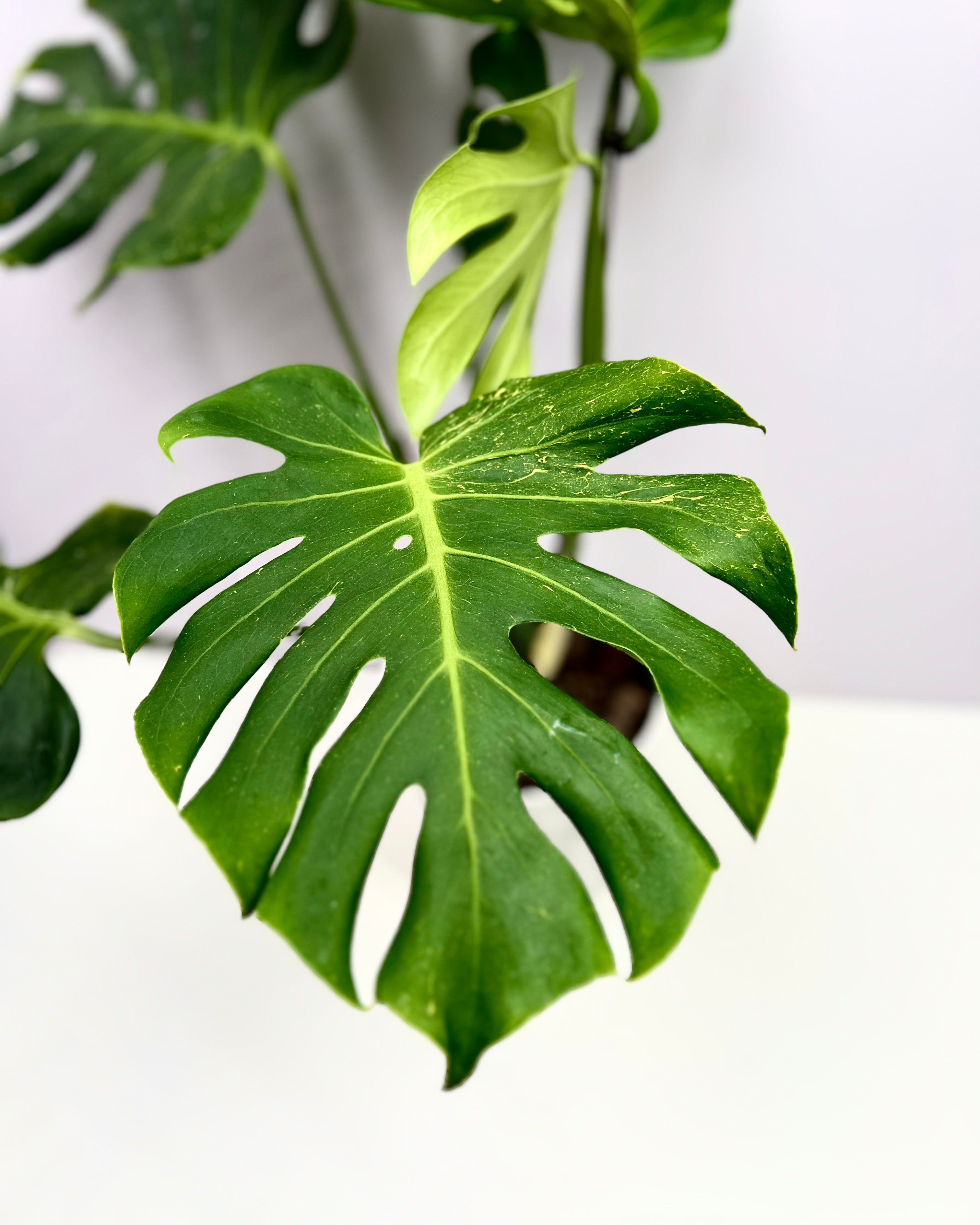 Monstera Deliciosa 【Oceana 'Thunder Bolt'】【闪电霹雳】[MDOCEA