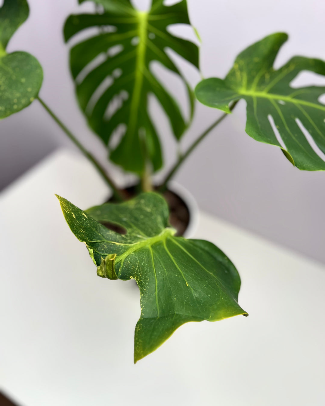 Monstera Deliciosa 【Oceana 'Thunder Bolt'】【闪电霹雳】[MDOCEA]