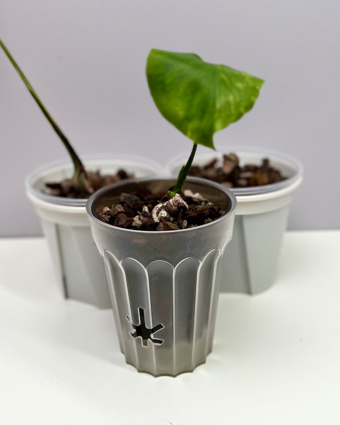 Monstera Deliciosa 【Oceana 'Thunder Bolt'】【闪电霹雳】[MDOCEA]